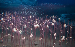 Phát hiện cộng đồng sinh vật sống bằng hóa chất dưới đáy biển sâu 9,5km