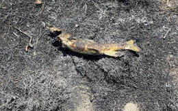 Thủ phạm gây cháy rừng hy hữu ở Canada: Một con chim ưng và một con cá