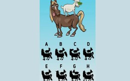 Thử tài tinh mắt: Đâu là bóng của con ngựa và dê?