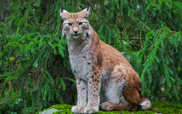 Vườn thú kêu gọi dân 'tặng vật nuôi' để làm mồi cho động vật ăn thịt