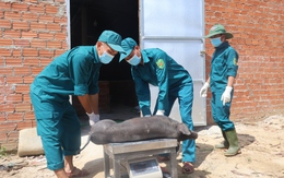 Theo chân đội xử lý heo bị dịch tả châu Phi