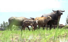 Về miền Tây xem vịt chạy đồng, mùa len trâu trên cánh đồng nước nổi