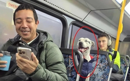 Chó tự đi xe buýt như người, trở thành hot chỉ sau một đêm