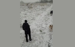 Thử tài tinh mắt: Con chó thứ 3 ở đâu?