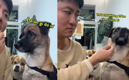 Thái độ hài hước của chú chó khi thấy ông chủ ăn một mình