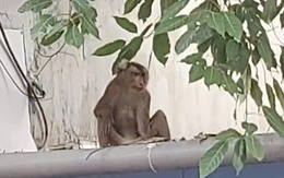 Khỉ kiếm thức ăn, quấy phá nhà dân ở phường Bình Hưng Hòa bị kiểm lâm bắn gây mê