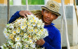 Dân đầu nguồn An Giang ‘săn’ cá linh, cá chốt, cua đồng, bông súng ma mùa nước nổi