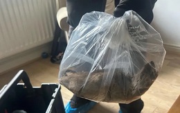 Anh điêu đứng vì chuột 'to bằng con mèo' hoành hành