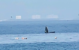Cá voi lớn lại xuất hiện săn mồi trong vịnh Nha Trang