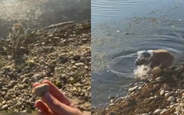 Chú chó mò đá siêu đỉnh