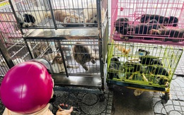 Ngàn lẻ một chuyện bi hài khi tìm chuộc thú cưng