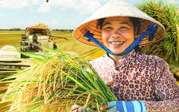 Giá gạo Việt Nam tăng mạnh khi Philippines cấm nhập khẩu gạo từ 1-9, vì sao?