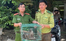 Giải cứu 3 chim ưng quý hiếm, chúng bay vút lên không trung là khoảnh khắc đẹp