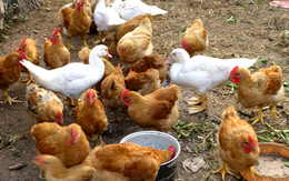 Không thể ly hôn vì đàn gà vịt 53 con