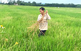 Sâu bệnh tấn công gây hại mạnh, cây lúa khô cháy