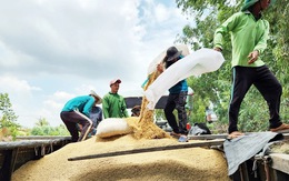 Philippines tạm dừng nhập gạo 60 ngày, lo 40% xuất khẩu gạo Việt Nam bị chặn cửa