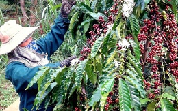 Giá cà phê tiếp tục tăng