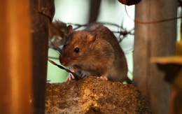 New York 'đại chiến' với chuột, tung vũ khí công nghệ cao