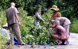 Bẻ cành cây trên bán đảo Sơn Trà - Đà Nẵng, một người đàn ông bị phạt 1,25 triệu đồng