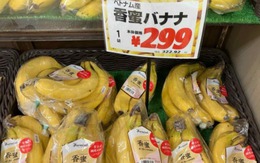 Vì sao chuối Việt Nam đang lấn lướt chuối Philippines ở thị trường Nhật?