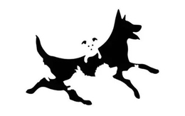 Quiz: Số con chó nhìn thấy tiết lộ tuổi tinh thần bạn già hay trẻ