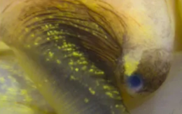 Phát hiện loài ốc mọc lại mắt, mở ra hy vọng tái tạo mắt cho người