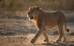 Ấn Độ có số lượng sư tử tăng đột ngột khiến người dân lo lắng