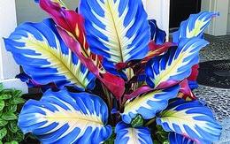 Hai sắc hoa AI & nỗi phẫn nộ của người yêu cây