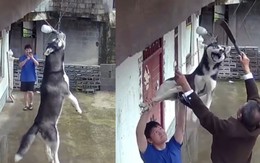 Husky nghịch ngợm treo thân lơ lửng trên tường như đang casting phim hành động