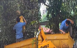 Lấy tổ ong không đồ bảo hộ, người đàn ông bị ong đốt u đầu