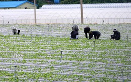 Hàn Quốc sửa luật để bảo vệ lao động nhập cư, kể cả nhập cư trái phép