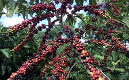 Ngành cà phê tăng trưởng 133% trên chợ mạng trong 6 tháng đầu năm