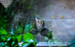 Thảo cầm viên TP.HCM mở tour xem thú đêm 2 đợt trong ngày