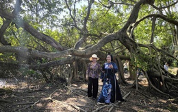 5 cây cổ thụ ở Vĩnh Long được công nhận là Cây di sản Việt Nam