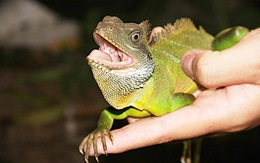 Đêm khuya, bạn trẻ vào rừng tập yêu... rắn