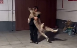 Chú chó đi túy quyền khi được cô chủ cho quay vòng tròn