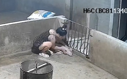 Bà chủ hú hồn khi thấy lợn ngủ say như chết