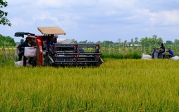 Nông dân buồn rầu vì giá lúa, thu không đủ bù chi phí