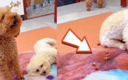 Chú chó lém lỉnh giấu thức ăn rồi đổ thừa cho đồng bọn