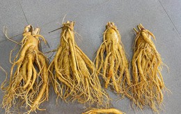 Sử dụng đúng cách, nhân sâm có thể hỗ trợ điều trị, kiểm soát tiểu đường