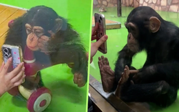 Vườn thú ở Thượng Hải cấm du khách cho tinh tinh xem điện thoại