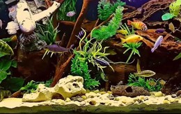 Mắt 10/10 mới thấy con cá ngựa ở đâu?