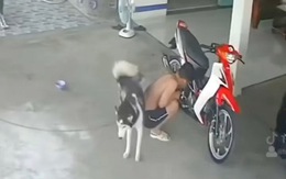 Thanh niên ngồi sửa xe bị chó cưng 'đánh dấu' vào lưng