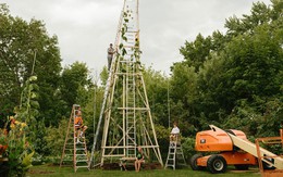 Choáng với cây hướng dương cao nhất hành tinh: 10,9m