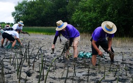 Trồng 11.500 cây đước, chung tay phục hồi rừng ngập mặn đầm Thị Nại