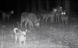 Có thật con chó Chihuahua, giống chó nhỏ nhất thế giới, đã gia nhập bầy sói ở Mỹ?