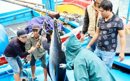 Nhiều sản phẩm thủy sản có nguy cơ bị cấm xuất sang Mỹ: Siết kiểm soát nguồn gốc hải sản đánh bắt