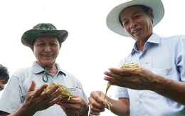 Giá lúa giảm, vì sao một số nông dân Cà Mau vẫn vui?