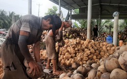 Giá dừa khô tăng đến 240.000 đồng/chục, nhà vườn lãi cao
