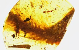 Phát hiện đuôi khủng long trong khối hổ phách là thật hay giả?